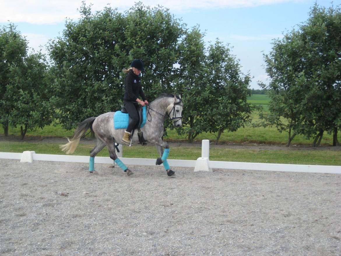 Welsh Pony af Cob-type (sec C) Jean Lé penn<3 - SMUK! billede 10