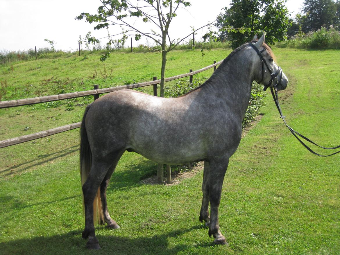 Welsh Pony af Cob-type (sec C) Jean Lé penn<3 billede 11
