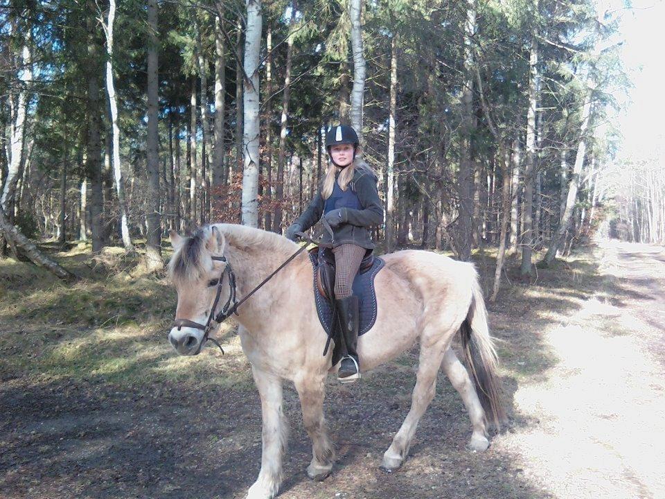 Fjordhest Ronja Møllevang - I skoven hvor jeg elsker at løbe stærkt! soooooolen skinner! :)<333 billede 1