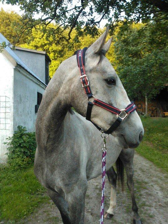 Dansk Varmblod Saxo Special billede 2