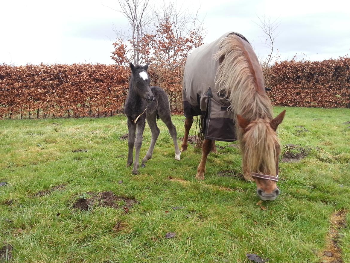 Welsh Partbred (Sec F) Golden Midnight's Fiona SOLGT - 30/1-2013 billede 16