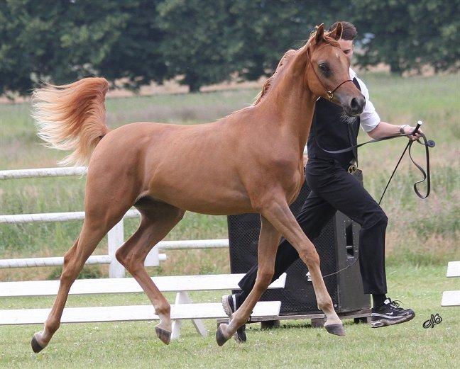 Arabisk fuldblod (OX) HS Barolos Chico Champ billede 20