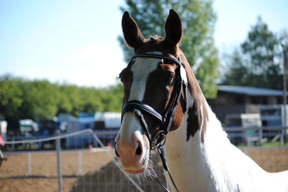 Anden særlig race Lucky Luke - Flotte fyr  :o)  billede 7