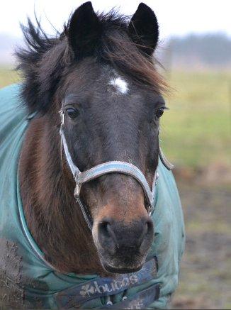 New Forest Dusty<3  ( HoppeBolden) - hvordan skal jeg sige det.. den her hest betyder alt.. bare alt billede 18