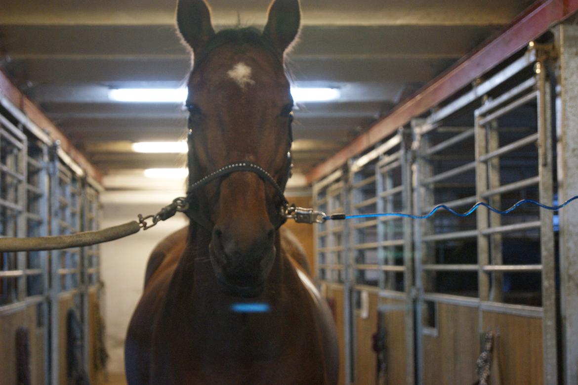 Anden særlig race Felix <3 R.I.P savner dig <3 billede 10