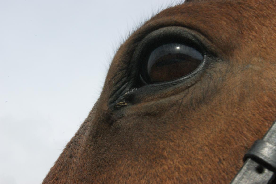 Anden særlig race Felix <3 R.I.P savner dig <3 billede 12