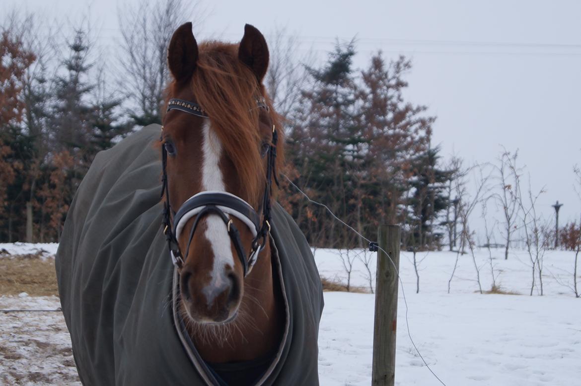 DSP Holmgaards Da Silva • B-PONY • billede 2