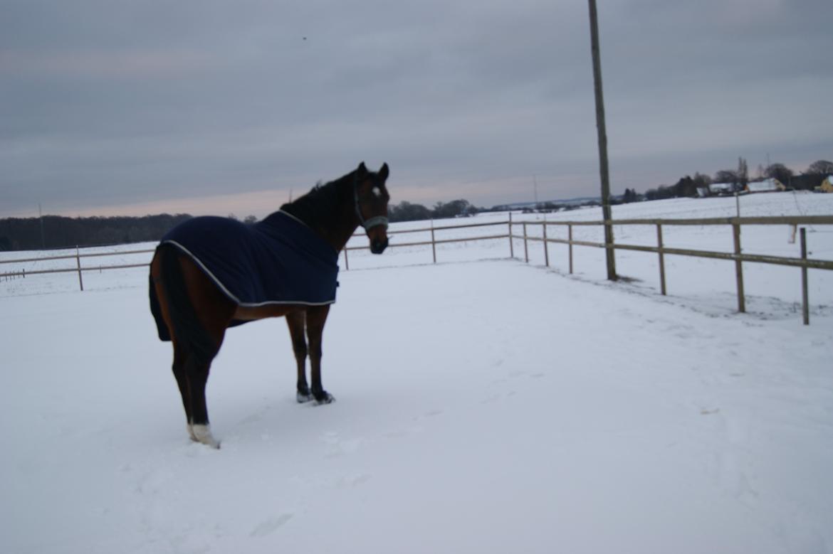 Anden særlig race Felix <3 R.I.P savner dig <3 billede 13