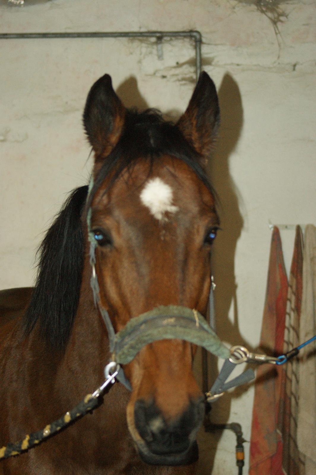 Anden særlig race Felix <3 R.I.P savner dig <3 billede 14