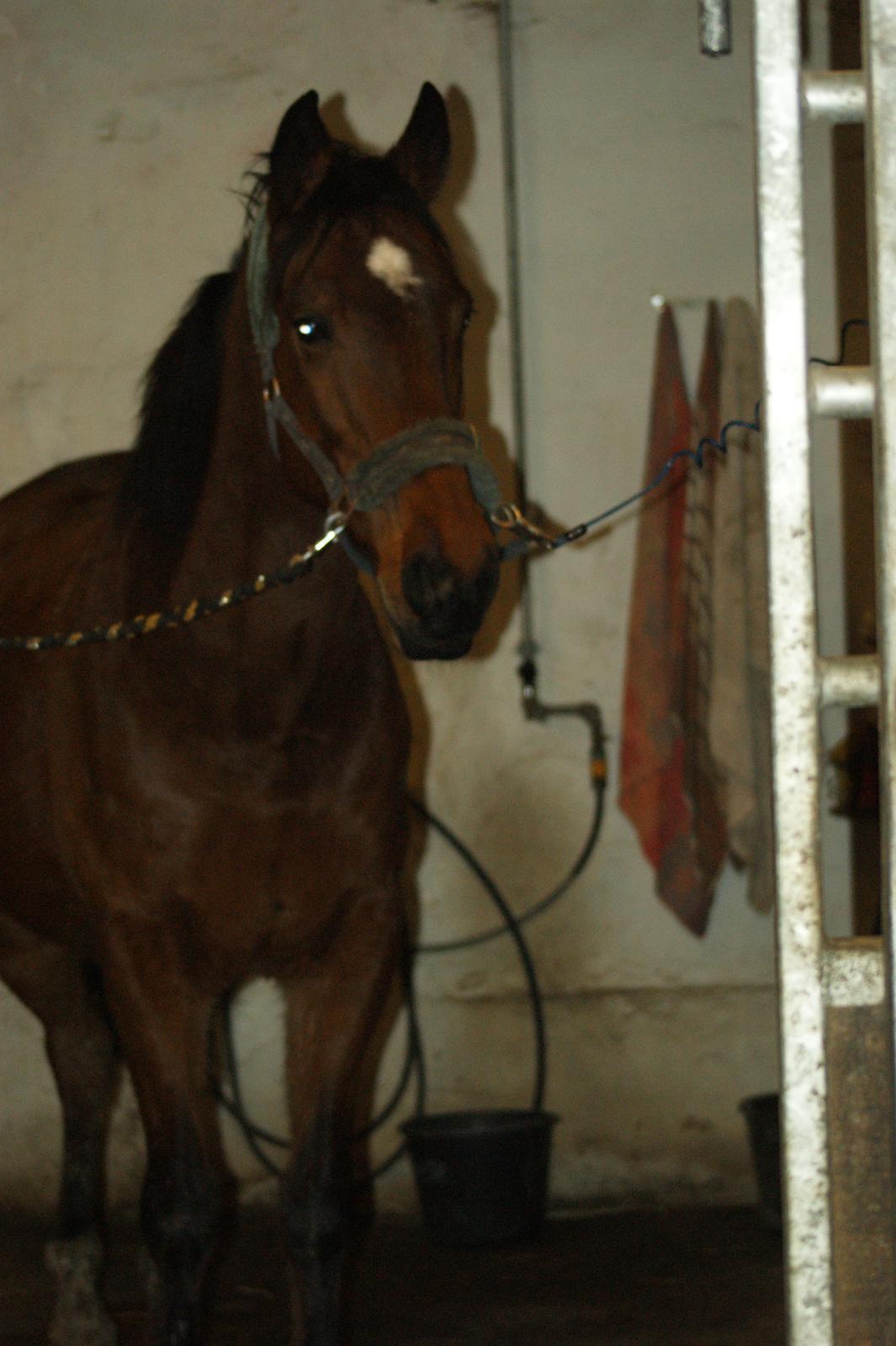 Anden særlig race Felix <3 R.I.P savner dig <3 billede 15