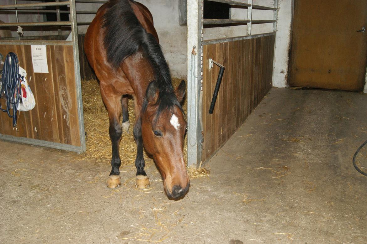 Anden særlig race Felix <3 R.I.P savner dig <3 billede 16