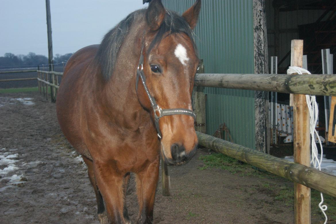 Anden særlig race Felix <3 R.I.P savner dig <3 billede 17