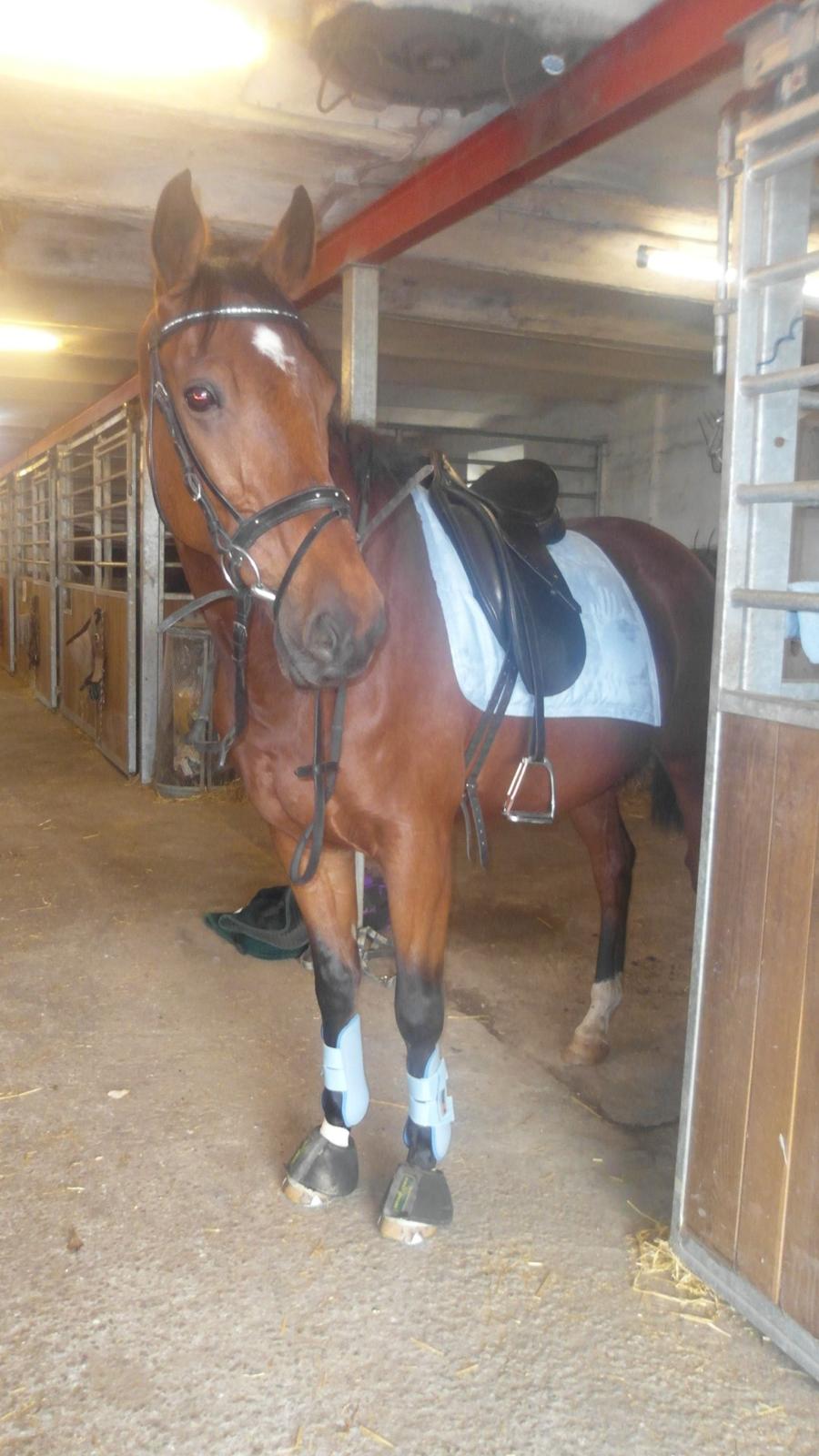 Anden særlig race Felix <3 R.I.P savner dig <3 billede 19