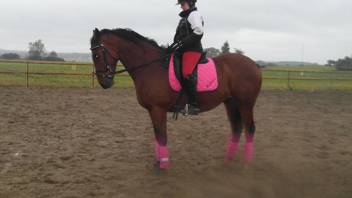 Anden særlig race Felix <3 R.I.P savner dig <3 billede 20