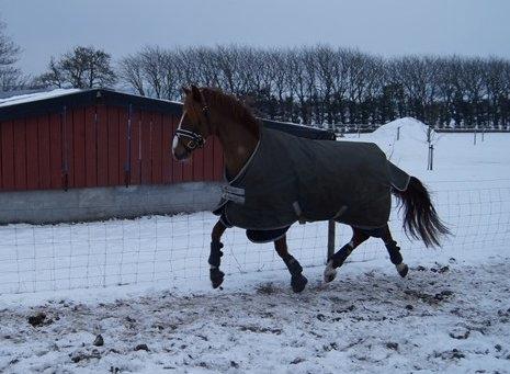 DSP Holmgaards Da Silva • B-PONY • - "Se hvor kan kan, mor" billede 18