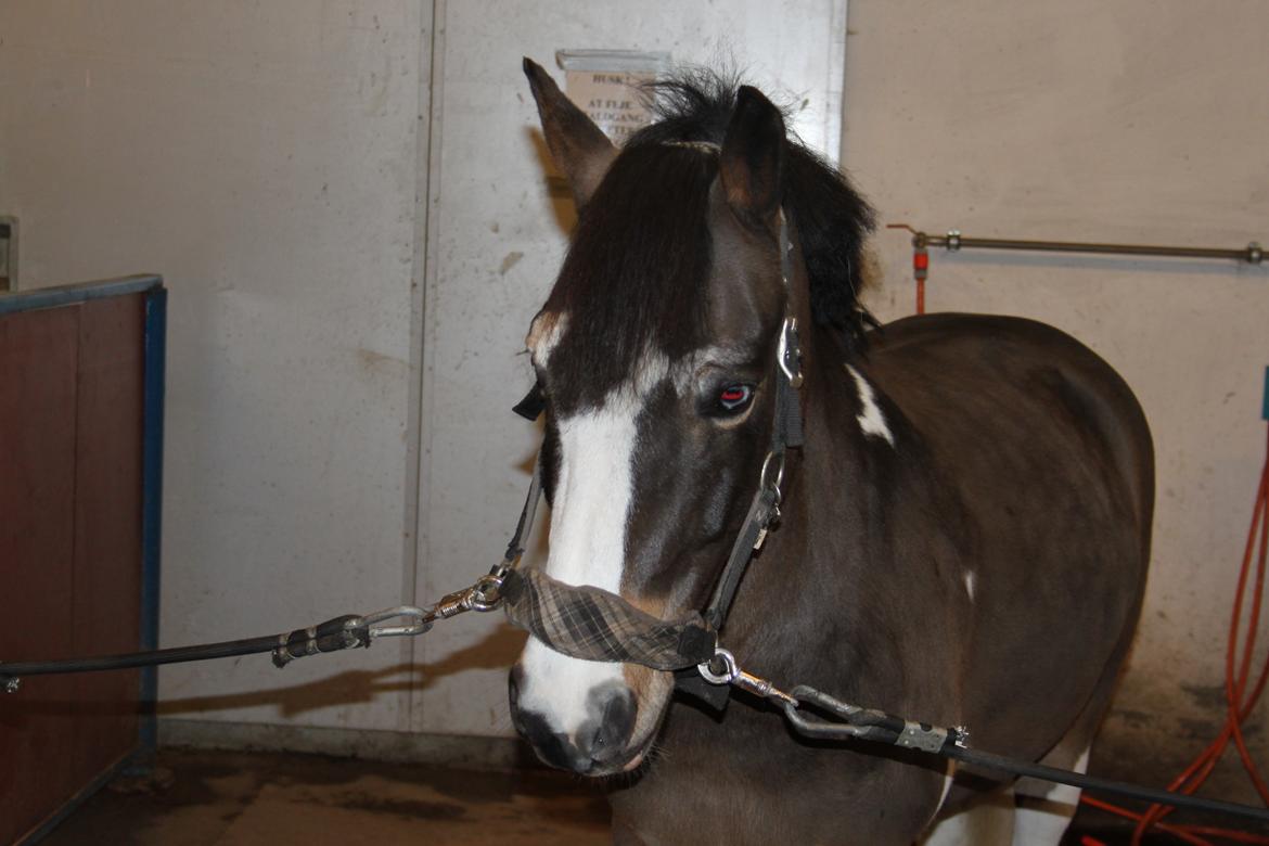 Anden særlig race Brahsal's Power billede 1