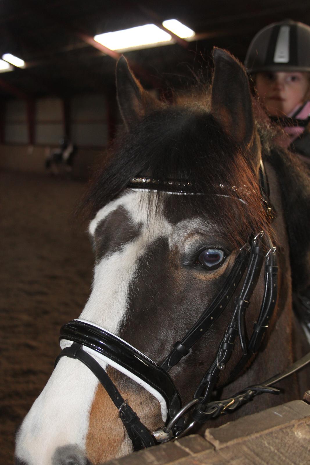 Anden særlig race Brahsal's Power billede 5