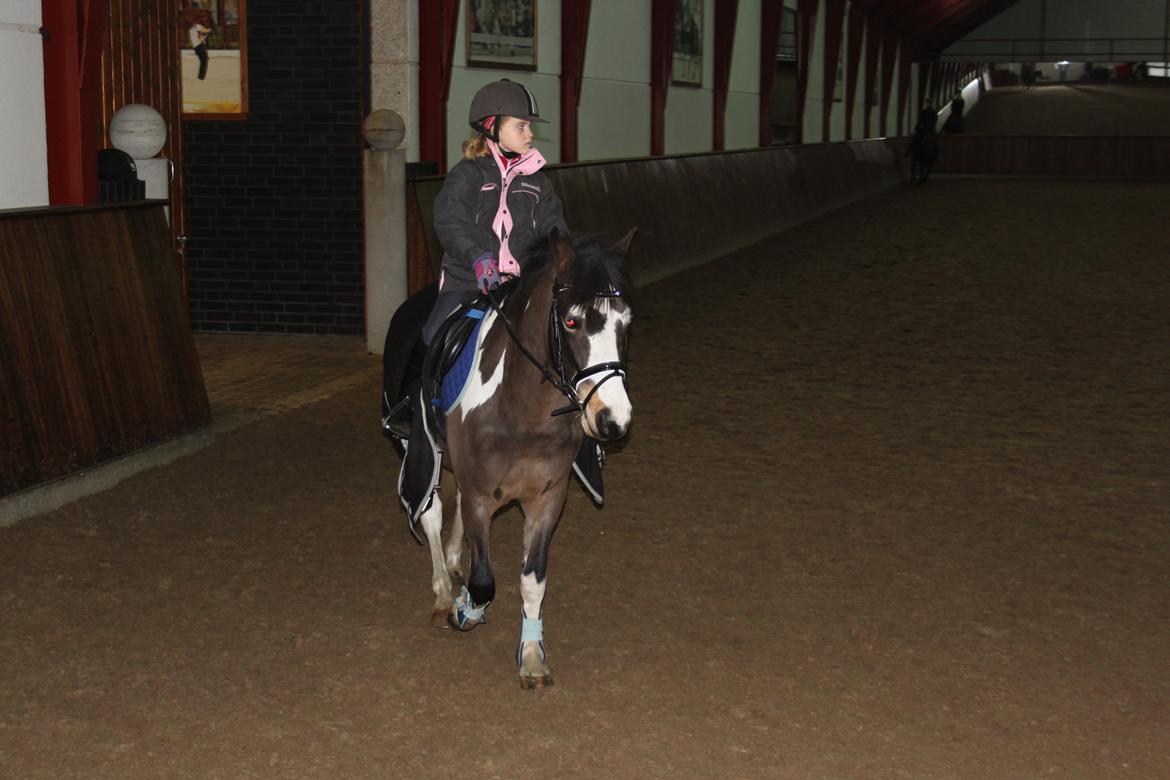 Anden særlig race Brahsal's Power billede 6