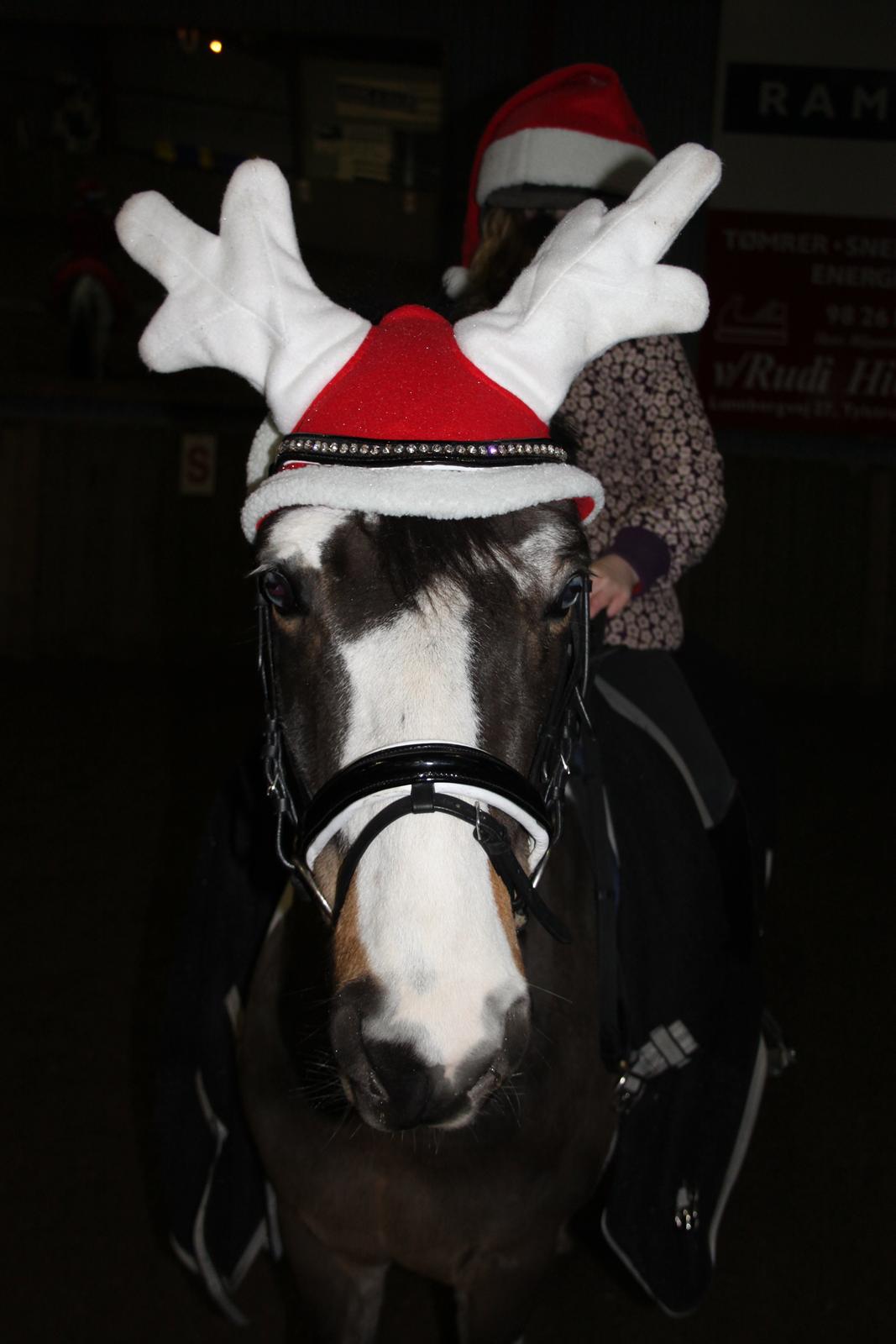 Anden særlig race Brahsal's Power billede 7