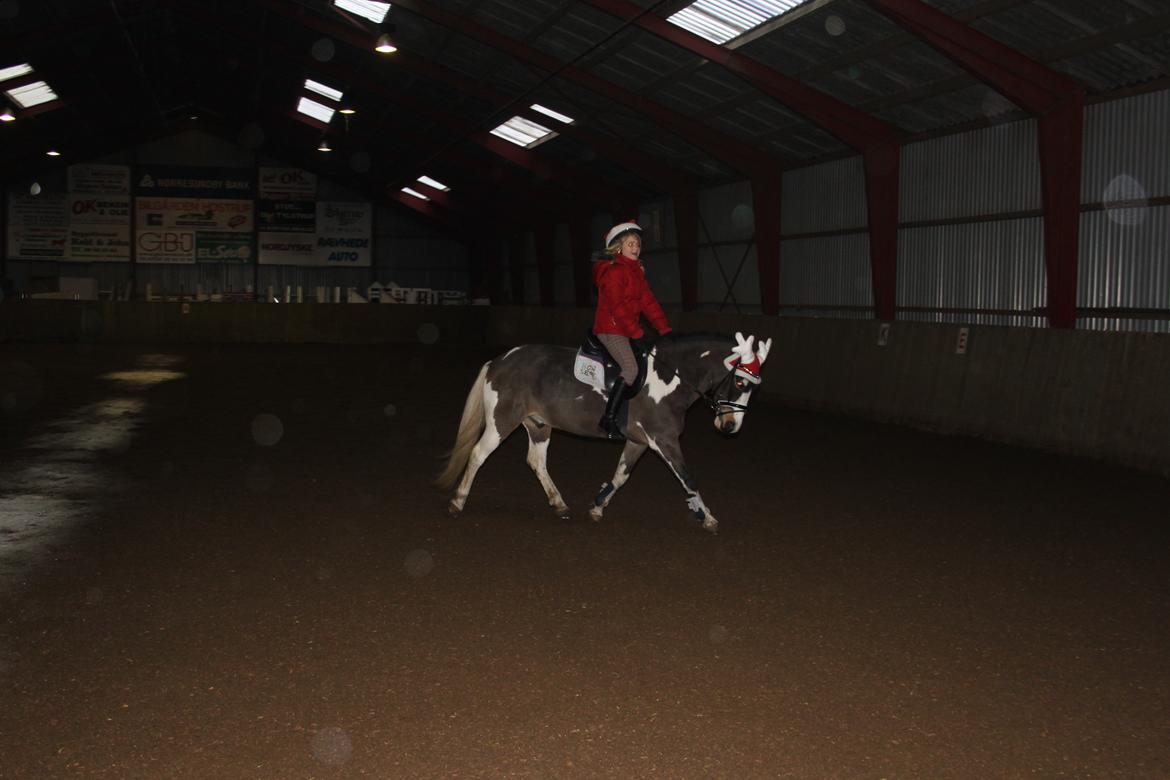 Anden særlig race Brahsal's Power billede 8