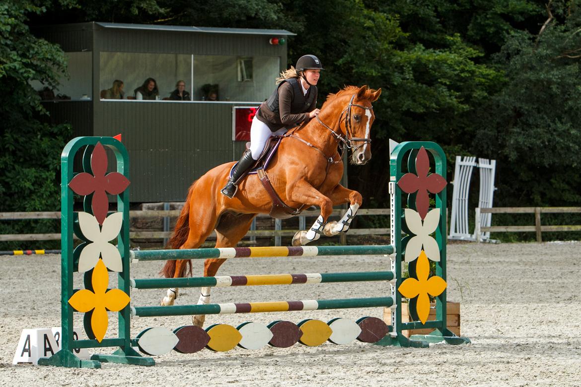 Hollandsk Varmblod Udo - Kval til Horse House cup i LB*, vi fik en rigtig dum bom pga. mig, ellers var vi blevet nr 7 ud af 109 :) Foto: CT-foto billede 10