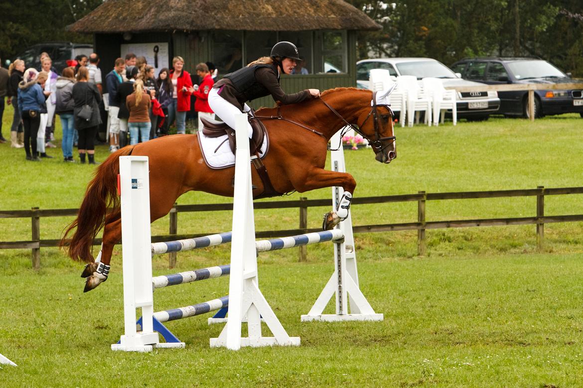 Hollandsk Varmblod Udo - Udo og jeg til D4-Horseshow i LC :) Foto: CT-foto billede 6