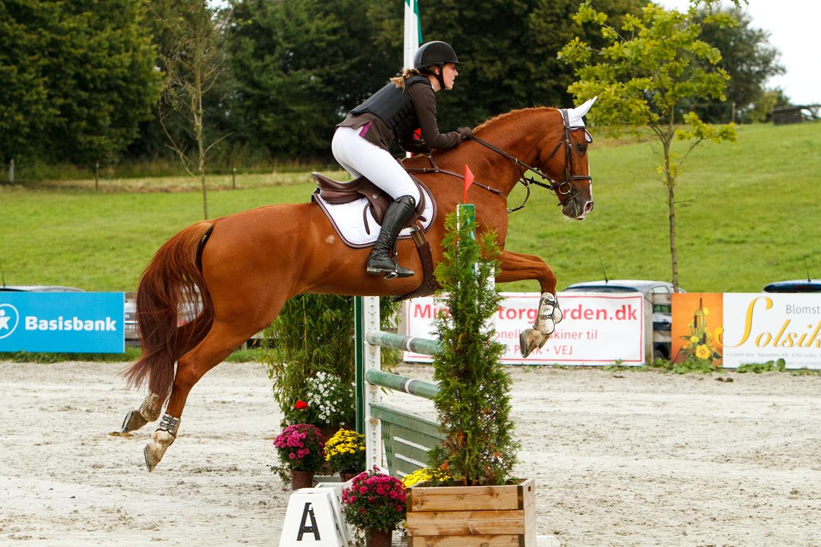 Hollandsk Varmblod Udo - Til CSI** Horse House cup her i LB** :) Det var den fedeste oplevelse!! Foto: CT-foto billede 21