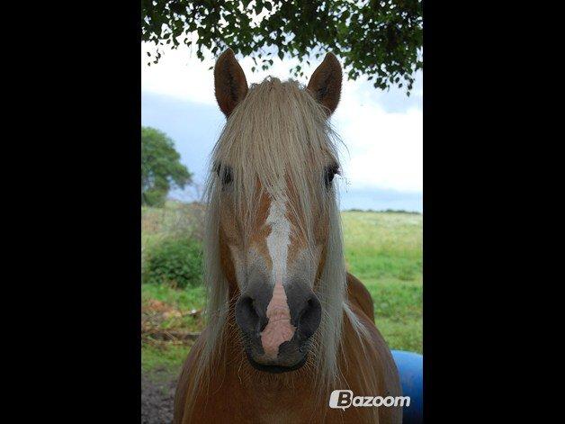 Haflinger Burgi - savnet og elsket - Hey der hottie! billede 4