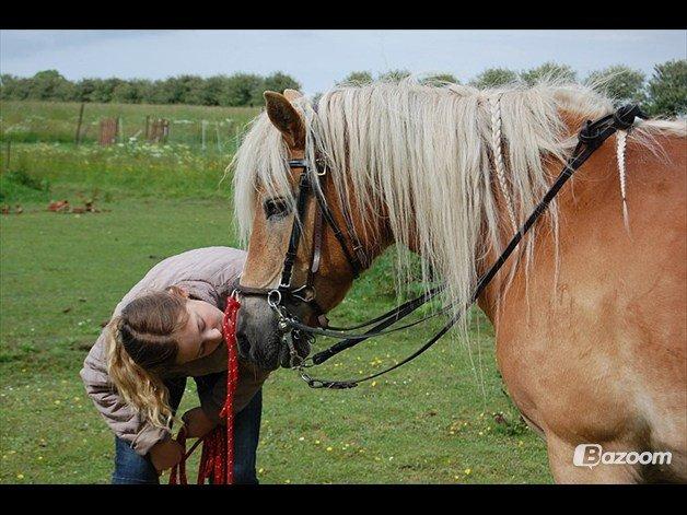 Haflinger Burgi - savnet og elsket billede 5