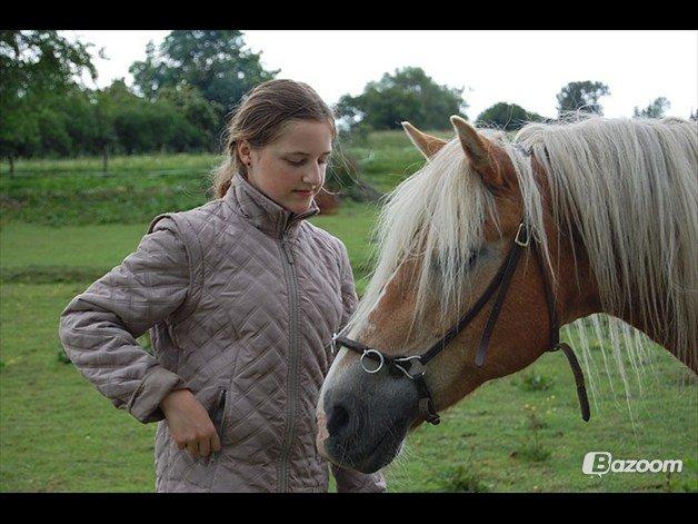 Haflinger Burgi - savnet og elsket billede 7