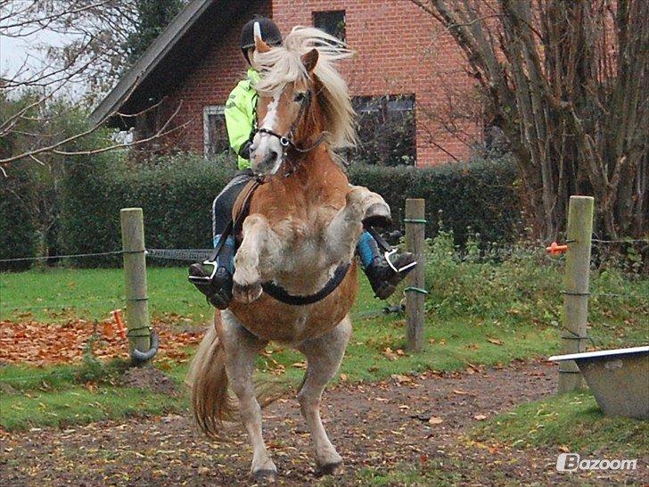 Haflinger Burgi - savnet og elsket billede 12