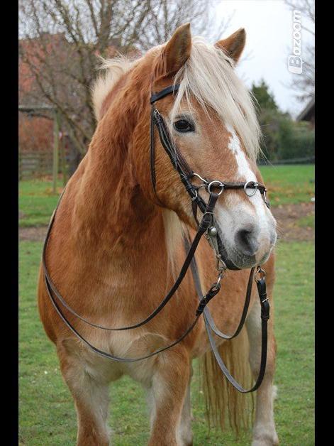 Haflinger Burgi - savnet og elsket billede 14