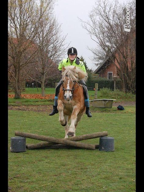 Haflinger Burgi - savnet og elsket billede 15