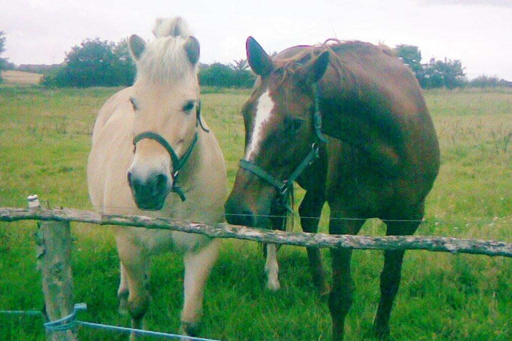 Dansk Varmblod skovvejens Isabella R.I.P billede 5