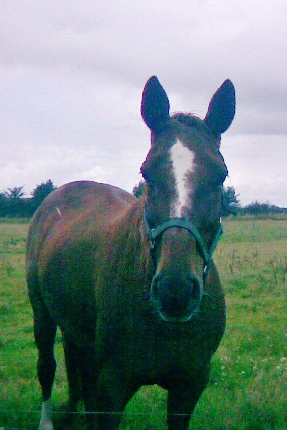 Dansk Varmblod skovvejens Isabella R.I.P billede 6