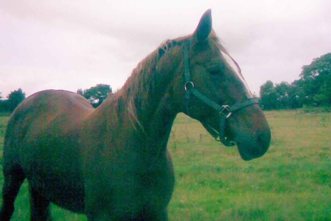 Dansk Varmblod skovvejens Isabella R.I.P billede 8