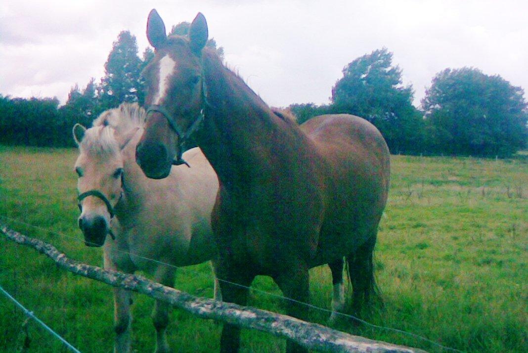 Dansk Varmblod skovvejens Isabella R.I.P billede 9