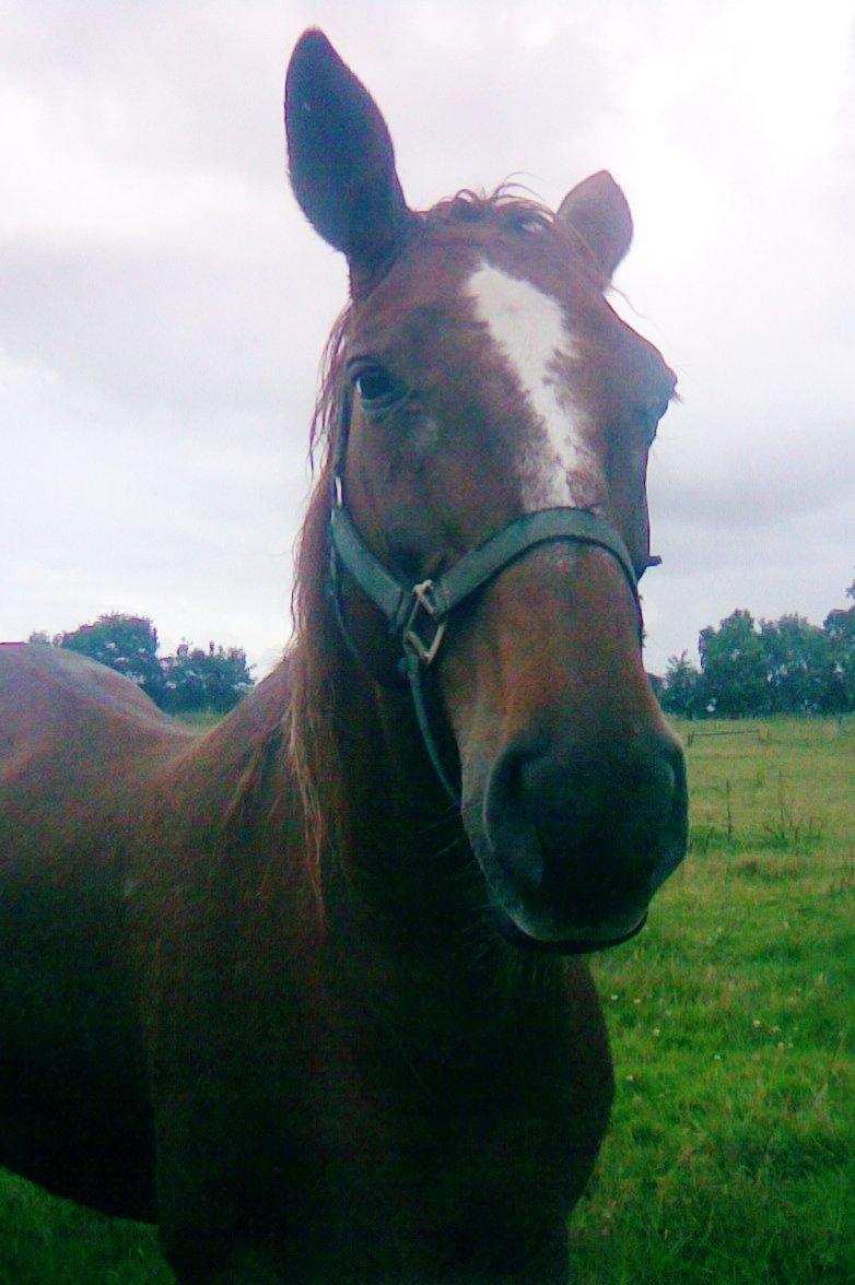 Dansk Varmblod skovvejens Isabella R.I.P billede 11