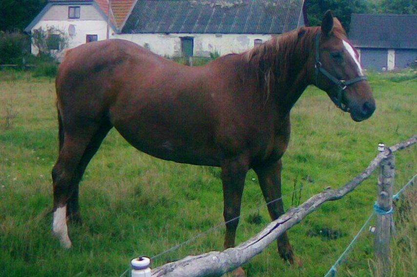 Dansk Varmblod skovvejens Isabella R.I.P billede 13