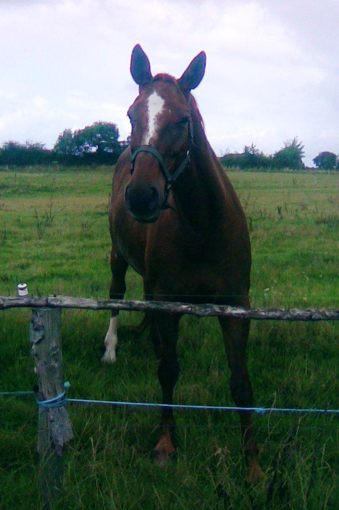 Dansk Varmblod skovvejens Isabella R.I.P billede 14