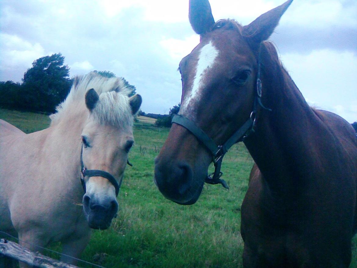 Dansk Varmblod skovvejens Isabella R.I.P billede 15