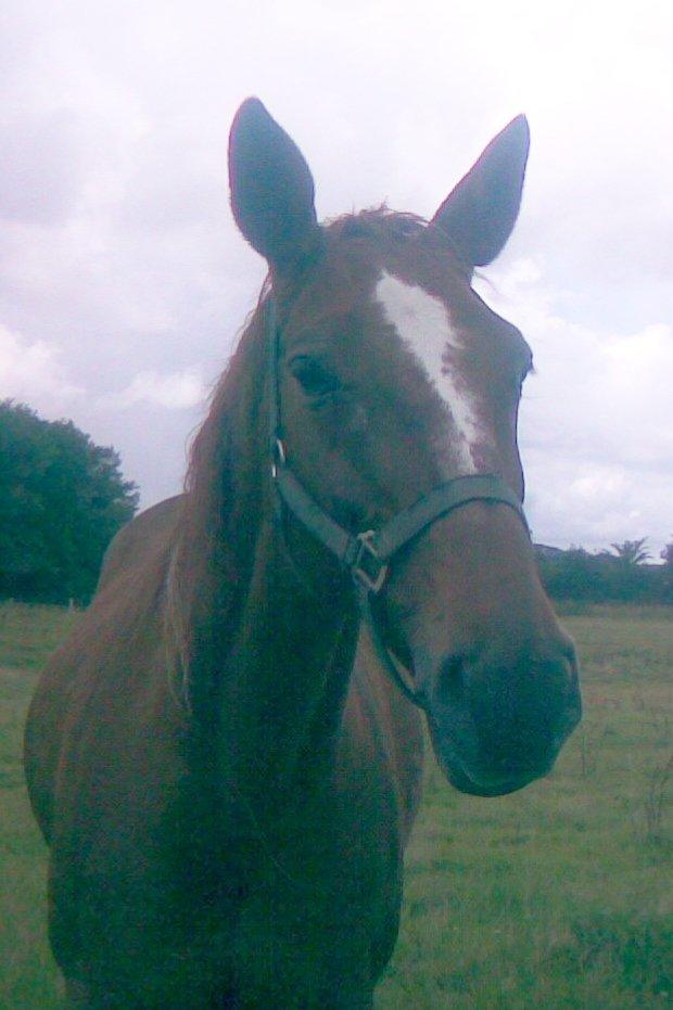 Dansk Varmblod skovvejens Isabella R.I.P billede 17