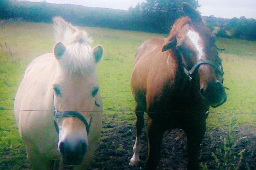 Dansk Varmblod skovvejens Isabella R.I.P billede 18