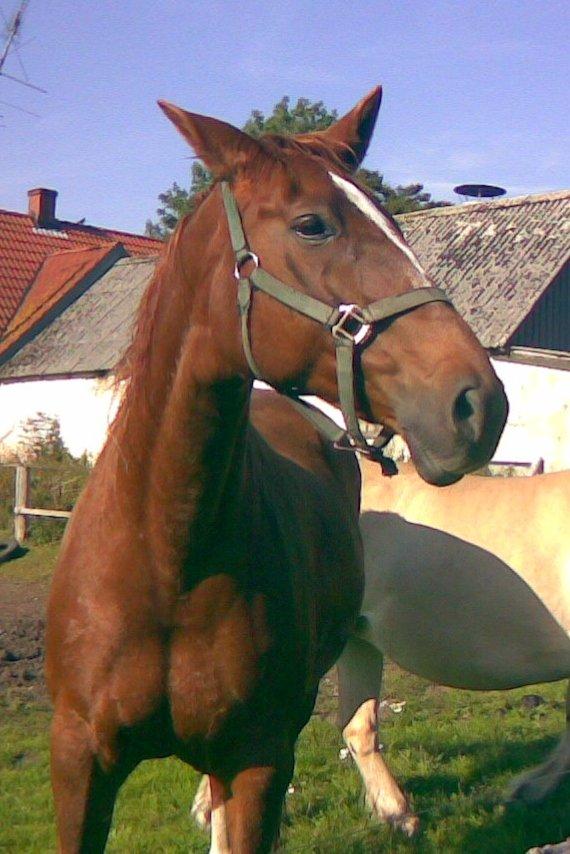 Dansk Varmblod skovvejens Isabella R.I.P billede 19