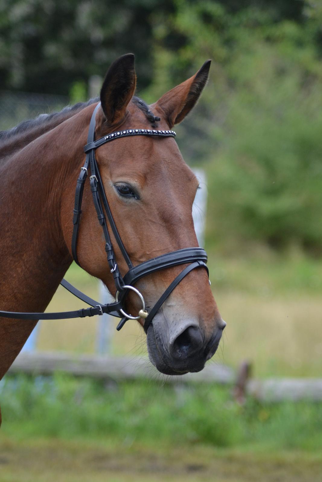 Pinto Laura af Korup - Laura ser lidt søvnig ud billede 1