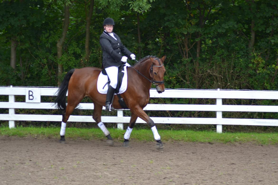 Pinto Laura af Korup - Gad vide hvad jeg glor efter??? billede 2