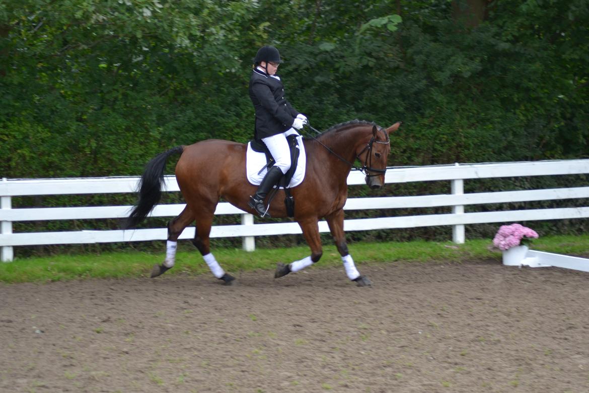 Pinto Laura af Korup - LC3. Mon jeg tabte balancen? :-D billede 3