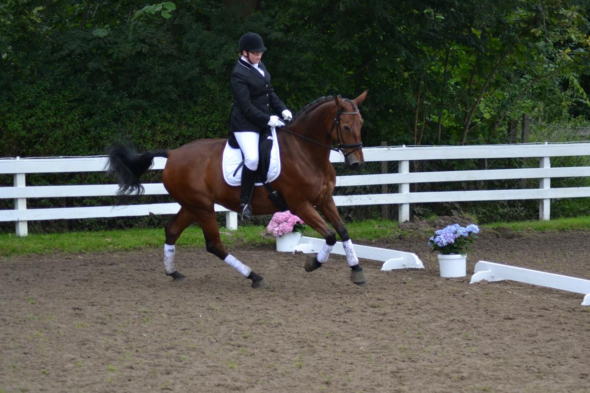 Pinto Laura af Korup - LC3 billede 5