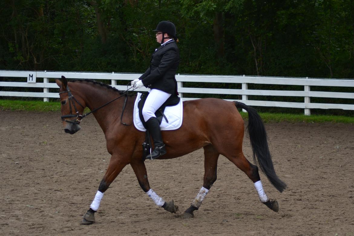 Pinto Laura af Korup - LC3 billede 6