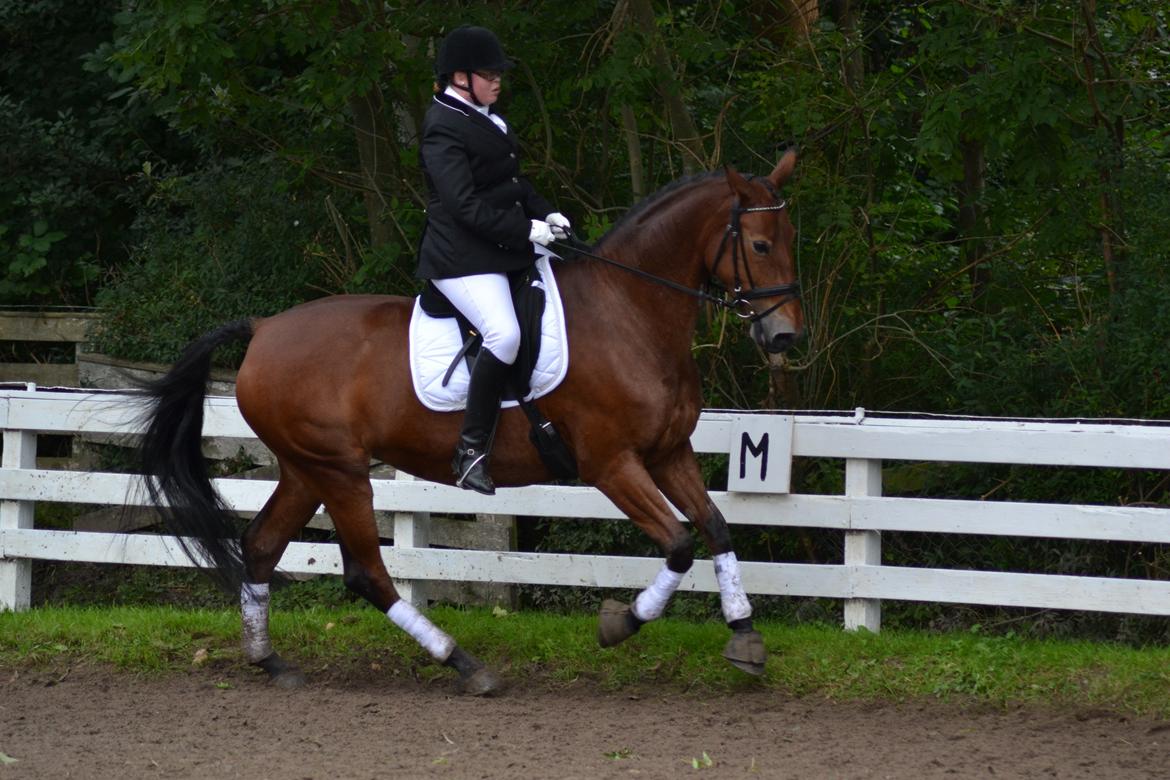 Pinto Laura af Korup - LB1 billede 7